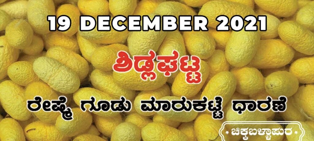 Sidlaghatta Government Silk Cocoon Market Daily Rate Report