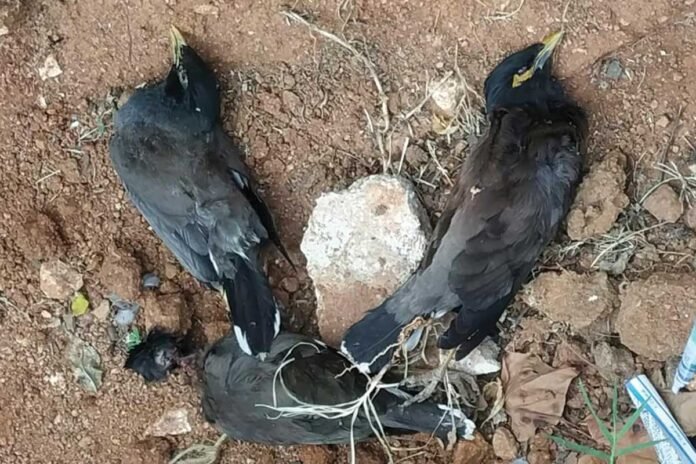 Mysterious Myna birds Death