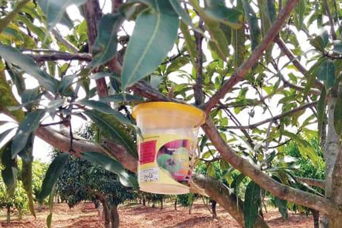 Pheromone trap for mango fruit fly