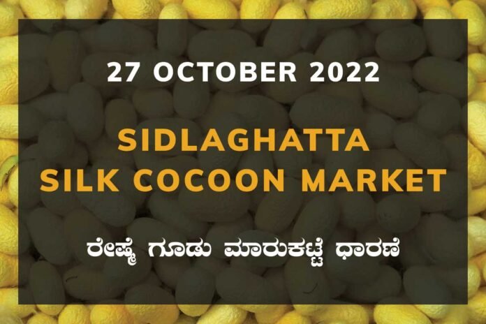 27OctKa02d Sidlaghatta Silk Cocoon Market Price Rate ಶಿಡ್ಲಘಟ್ಟ ರೇಷ್ಮೆ ಗೂಡು ಮಾರುಕಟ್ಟೆ ಧಾರಣೆ
