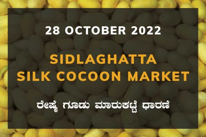 28OctKa02d Sidlaghatta Silk Cocoon Market Price Rate ಶಿಡ್ಲಘಟ್ಟ ರೇಷ್ಮೆ ಗೂಡು ಮಾರುಕಟ್ಟೆ ಧಾರಣೆ