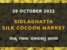 Sidlaghatta Silk Cocoon Market Price Rate ಶಿಡ್ಲಘಟ್ಟ ರೇಷ್ಮೆ ಗೂಡು ಮಾರುಕಟ್ಟೆ ಧಾರಣೆ