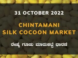 Chintamani Government Silk Cocoon Market Daily Rate Report