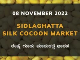Sidlaghatta Silk Cocoon Market Price Rate ಶಿಡ್ಲಘಟ್ಟ ರೇಷ್ಮೆ ಗೂಡು ಮಾರುಕಟ್ಟೆ ಧಾರಣೆ
