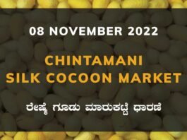 Chintamani Government Silk Cocoon Market Daily Rate Report