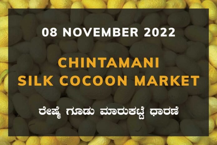 Chintamani Government Silk Cocoon Market Daily Rate Report