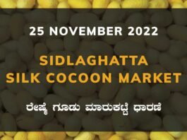 Sidlaghatta Silk Cocoon Market Price Rate ಶಿಡ್ಲಘಟ್ಟ ರೇಷ್ಮೆ ಗೂಡು ಮಾರುಕಟ್ಟೆ ಧಾರಣೆ