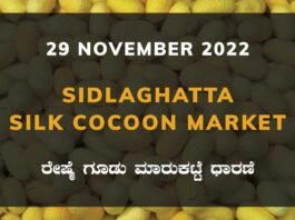 Sidlaghatta Silk Cocoon Market Price Rate ಶಿಡ್ಲಘಟ್ಟ ರೇಷ್ಮೆ ಗೂಡು ಮಾರುಕಟ್ಟೆ ಧಾರಣೆ