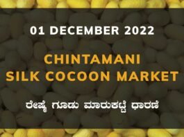 Chintamani Government Silk Cocoon Market Daily Rate Report