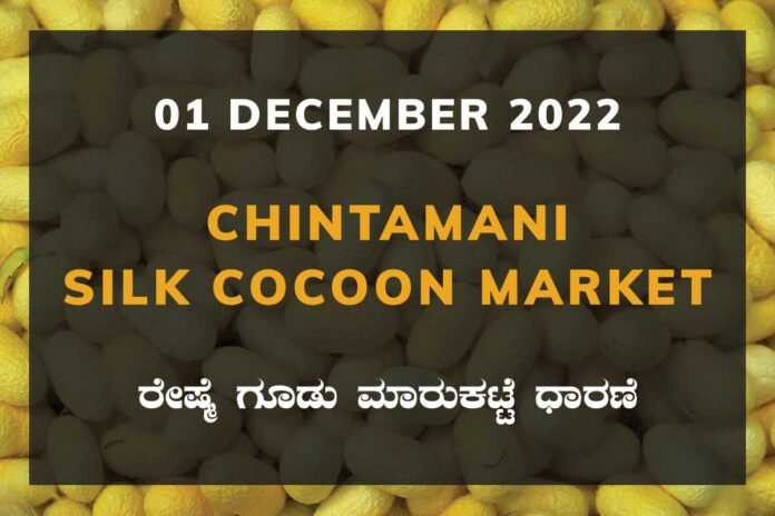 Chintamani Government Silk Cocoon Market Daily Rate Report