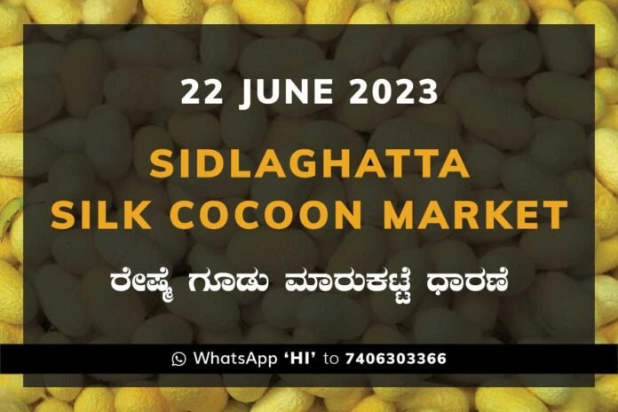 22JunKa0i Sidlaghatta Silk Cocoon Market Price Rate ಶಿಡ್ಲಘಟ್ಟ ರೇಷ್ಮೆ ಗೂಡು ಮಾರುಕಟ್ಟೆ ಧಾರಣೆ