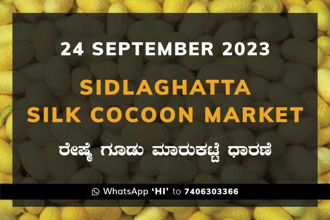 Sidlaghatta Cocoon Market