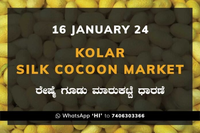 16Jan24Ka2g Kolar Silk Cocoon Market Price Rate ಕೋಲಾರ ರೇಷ್ಮೆ ಗೂಡು ಮಾರುಕಟ್ಟೆ ಧಾರಣೆ