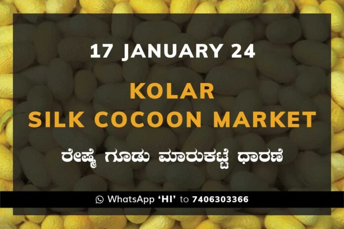 Kolar Silk Cocoon Market Price Rate ಕೋಲಾರ ರೇಷ್ಮೆ ಗೂಡು ಮಾರುಕಟ್ಟೆ ಧಾರಣೆ