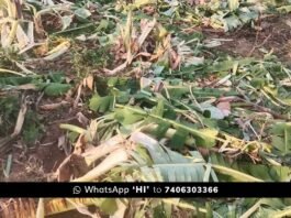 Bangarpete Elephant Attack crop destroy