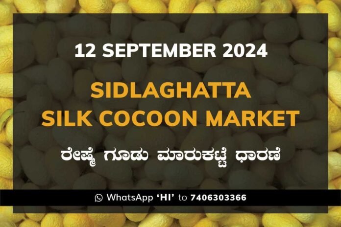 12sep24ki Sidlaghatta Silk Cocoon Market Price Rate ಶಿಡ್ಲಘಟ್ಟ ರೇಷ್ಮೆ ಗೂಡು ಮಾರುಕಟ್ಟೆ ಧಾರಣೆ