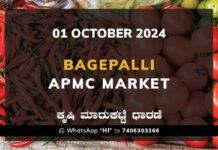 Bagepalli APMC Market-01/10/2024 Bagepalli APMC Agriculture Market ಬಾಗೇಪಲ್ಲಿ ಕೃಷಿ ಮಾರುಕಟ್ಟೆ ಧಾರಣೆ