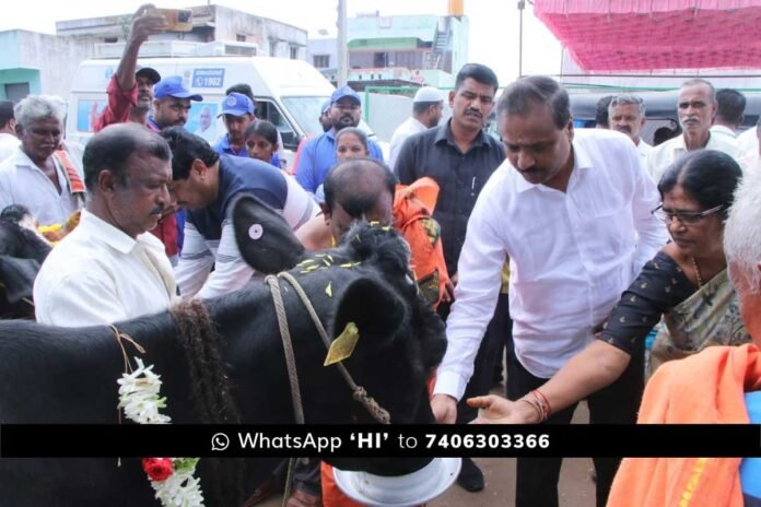 Foot and Mouth Disease Vaccination Program Gauribidanur