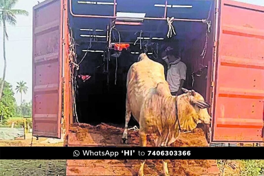 Chikkaballapur Illegal Cow Transport Bajarang Dal Rescue