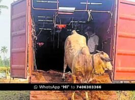 Chikkaballapur Illegal Cow Transport Bajarang Dal Rescue