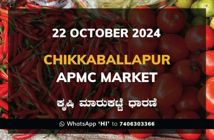 Chikkaballapur APMC Agriculture Market Daily Price Rate List ಚಿಕ್ಕಬಳ್ಳಾಪುರ ಕೃಷಿ ಮಾರುಕಟ್ಟೆ ಧಾರಣೆ