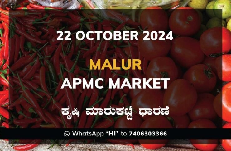 Malur APMC Agriculture Market ಮಾಲೂರು ಕೃಷಿ ಮಾರುಕಟ್ಟೆ ಧಾರಣೆ