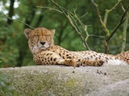 Chintamani Cheetah appearance on hill near kaiwara