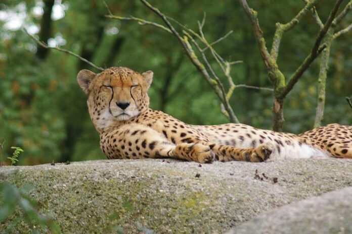 Chintamani Cheetah appearance on hill near kaiwara