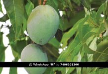 ತೋಟಗಾರಿಕೆ ಸೌಲಭ್ಯ ಕಳೆದುಕೊಳ್ಳಬೇಡಿ: ನ. 30 ರ ಒಳಗೆ ಅರ್ಜಿ ಹಾಕಿ! Chikkaballapur Government Horticulture Subsidy Apply