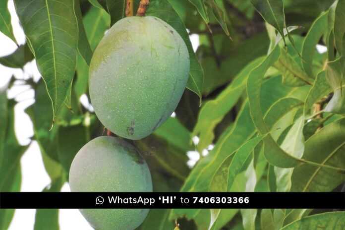 Chikkaballapur Government Horticulture Subsidy Apply