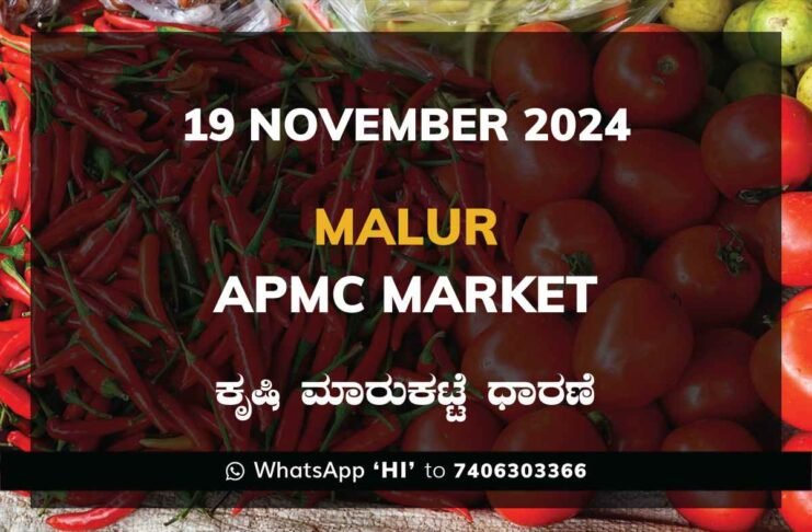 Malur APMC Agriculture Market ಮಾಲೂರು ಕೃಷಿ ಮಾರುಕಟ್ಟೆ ಧಾರಣೆ