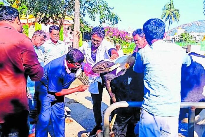 Kolar Kolar Embryo Transfer Technology Experiment