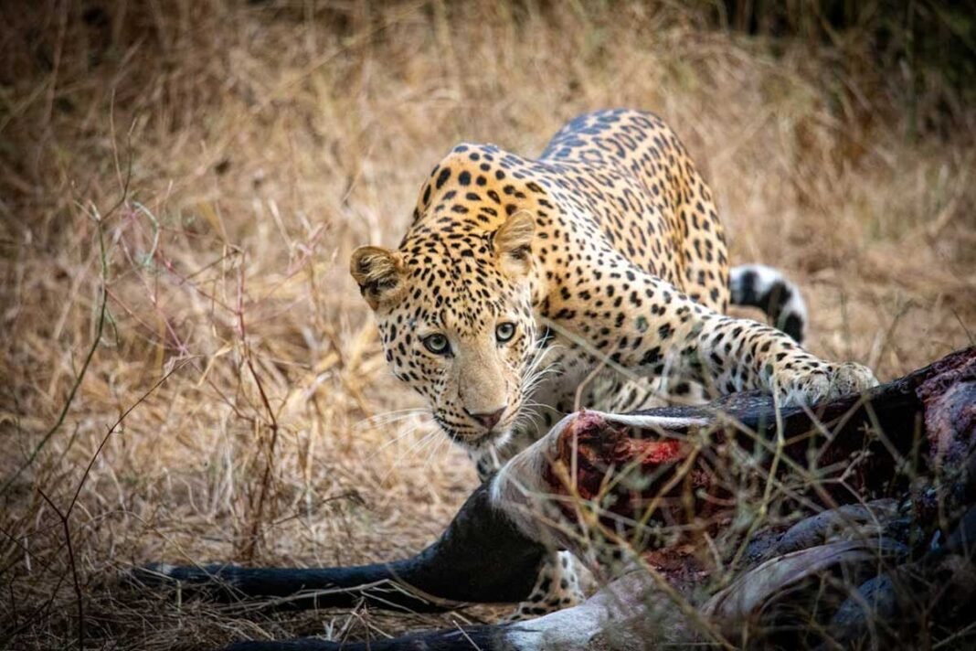 Chikkaballapur Gauribidanur Leopard Attack