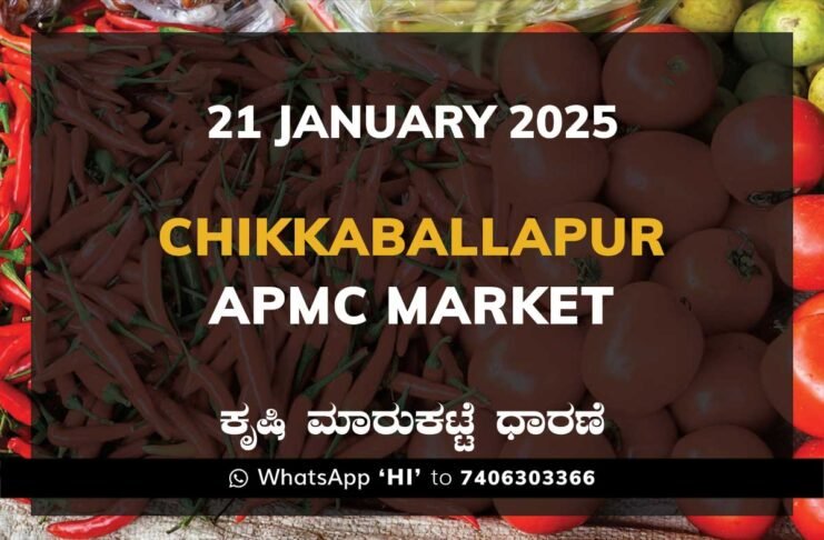 Chikkaballapur APMC Agriculture Market Daily Price Rate List ಚಿಕ್ಕಬಳ್ಳಾಪುರ ಕೃಷಿ ಮಾರುಕಟ್ಟೆ ಧಾರಣೆ