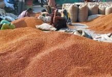 ವರದಹಳ್ಳಿಯಲ್ಲಿ ರಾಗಿ ಖರೀದಿ ಕೇಂದ್ರ Chikkaballapur Varadahalli Ragi Purchase Center