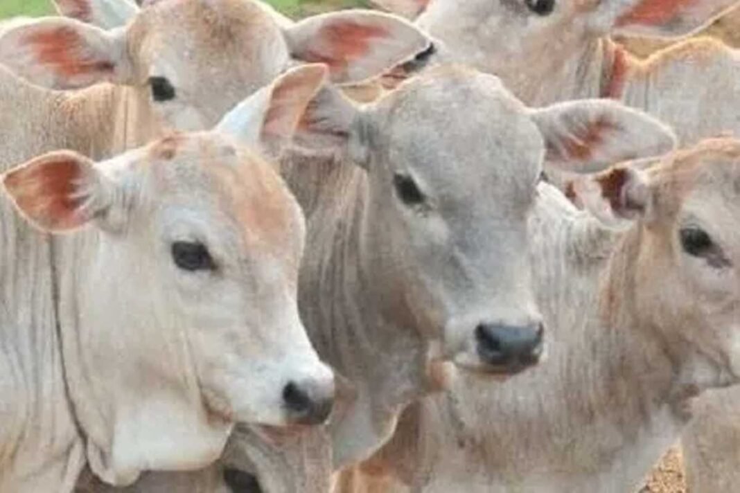 Chikkaballapur Kuppahalli 300Kg Illegal Beef