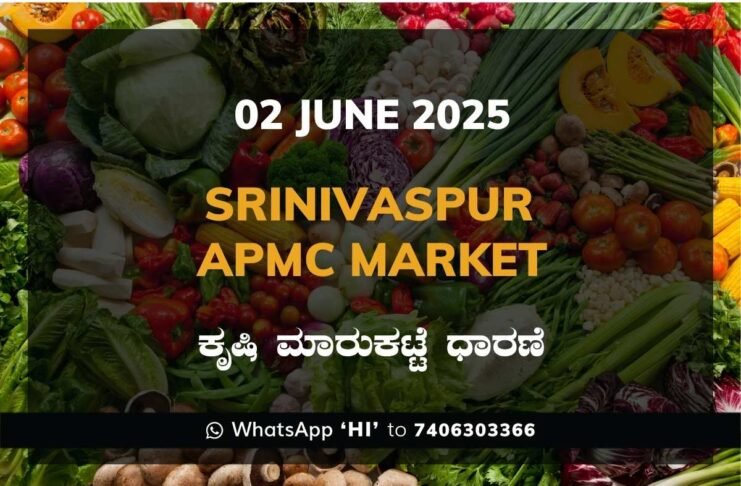 Srinivaspur APMC Agriculture Market Daily Price Report ಶ್ರೀನಿವಾಸಪುರ ಕೃಷಿ ಮಾರುಕಟ್ಟೆ ಧಾರಣೆ
