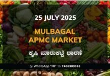 Mulbagal APMC Market: 25 July 2025 Mulbagal APMC Agriculture Market Daily Price Report ಮುಳಬಾಗಿಲು ಕೃಷಿ ಮಾರುಕಟ್ಟೆ ಧಾರಣೆ