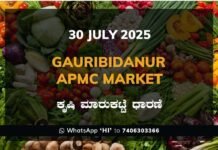 Gauribidanur APMC Market: 30 July 2025 Gauribidanur APMC Agriculture Market Daily Price Report ಗೌರಿಬಿದನೂರು ಕೃಷಿ ಮಾರುಕಟ್ಟೆ ಧಾರಣೆ