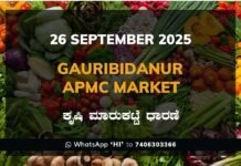Gauribidanur APMC Market: 26 September 2025 Gauribidanur APMC Agriculture Market Daily Price Report ಗೌರಿಬಿದನೂರು ಕೃಷಿ ಮಾರುಕಟ್ಟೆ ಧಾರಣೆ
