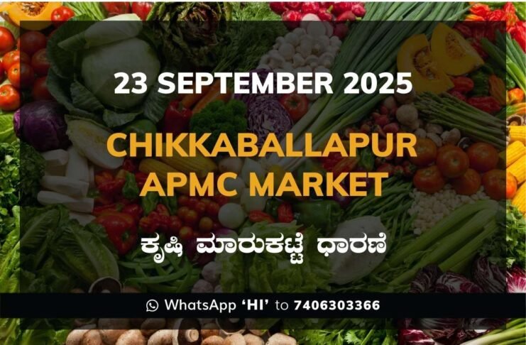 Chikkaballapur APMC Agriculture Market Daily Price Report ಚಿಕ್ಕಬಳ್ಳಾಪುರ ಕೃಷಿ ಮಾರುಕಟ್ಟೆ ಧಾರಣೆ