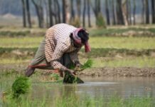 ಕೃಷಿ ಹೊಂಡಕ್ಕೆ ತಂತಿ ಬೇಲಿ ಅಳವಡಿಸಲು ಸಹಾಯಧನ – ಕೃಷಿ ಇಲಾಖೆಯಿಂದ ಅರ್ಜಿ ಆಹ್ವಾನ Government Krishi Honda subsidy Apply