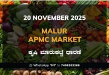 Malur APMC Market: 20 November 2025 Malur APMC Market ಮಾಲೂರು ಕೃಷಿ ಮಾರುಕಟ್ಟೆ ಧಾರಣೆ