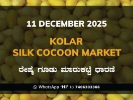 Kolar Silk Cocoon Market: 11 December 2025