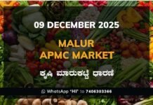 Malur APMC Market: 09 December 2025 Malur APMC Market ಮಾಲೂರು ಕೃಷಿ ಮಾರುಕಟ್ಟೆ ಧಾರಣೆ