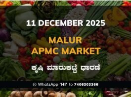 Malur APMC Market: 11 December 2025 Malur APMC Market ಮಾಲೂರು ಕೃಷಿ ಮಾರುಕಟ್ಟೆ ಧಾರಣೆ