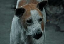 ಬೀದಿ ನಾಯಿಗಳ ಸ್ಥಳಾಂತರಕ್ಕೆ ದರಪಟ್ಟಿ ಆಹ್ವಾನ; ದತ್ತು ಪಡೆಯಲು ಅವಕಾಶ Chikkaballapur Street Dog Relocation Adoption Helpline