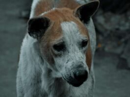 Chikkaballapur Street Dog Relocation Adoption Helpline