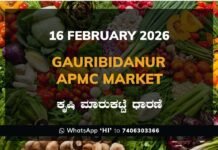 Gauribidanur APMC Market: 16 February 2026 Gauribidanur APMC Agriculture Market Daily Price Report ಗೌರಿಬಿದನೂರು ಕೃಷಿ ಮಾರುಕಟ್ಟೆ ಧಾರಣೆ