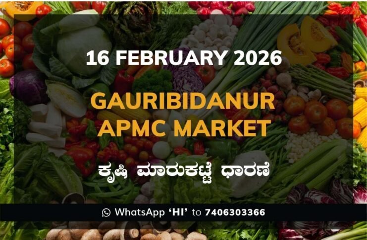Gauribidanur APMC Agriculture Market Daily Price Report ಗೌರಿಬಿದನೂರು ಕೃಷಿ ಮಾರುಕಟ್ಟೆ ಧಾರಣೆ